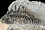 Spiny Comura Trilobite - Exceptional Preparation #131289-1